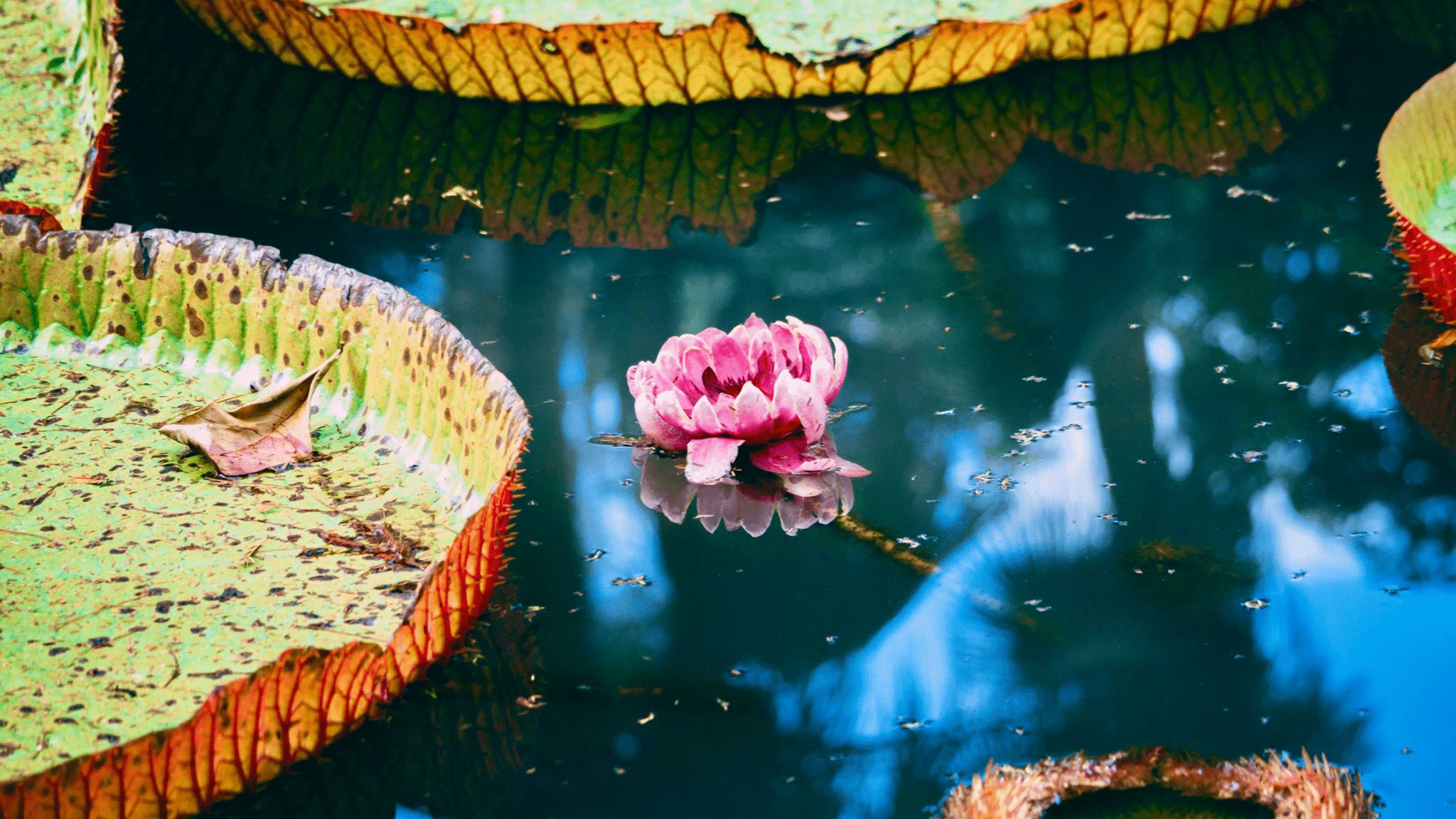 Jardin de Pamplemousses