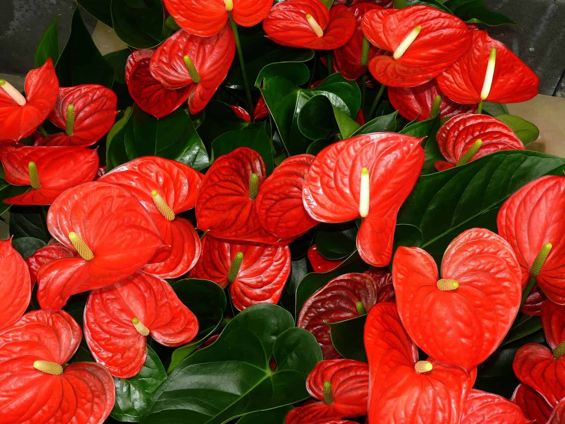 faune et flore de l'ile Maurice