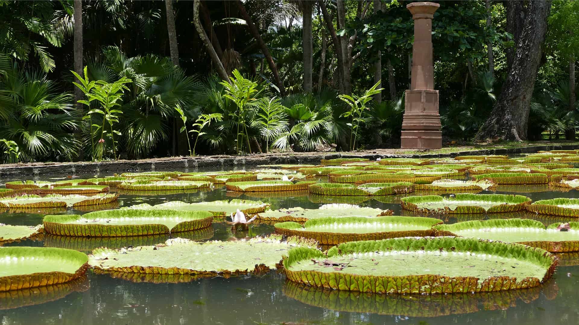 Les nénuphares du Jardin de Pamplemousse