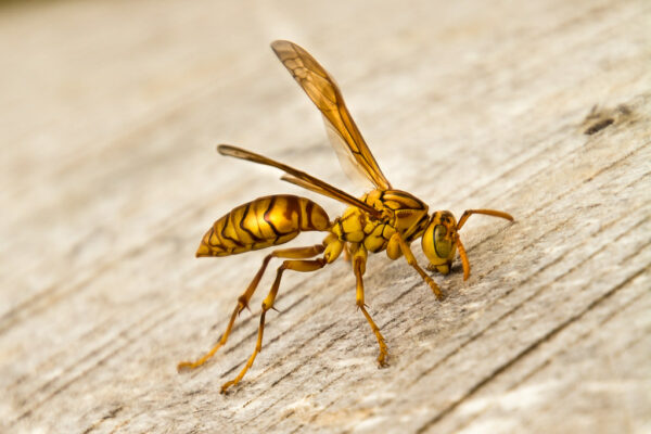 mouche-jaune Mouche jaune - dangers naturels à Maurice